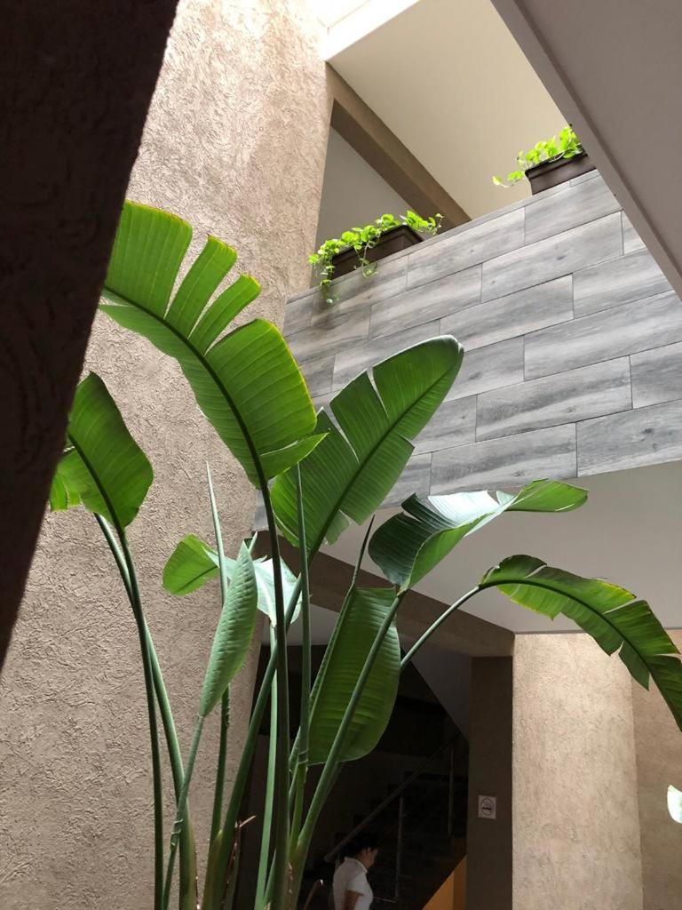 Hotel Plaza Arteaga مونتيري المظهر الخارجي الصورة